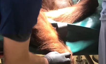 When Nature Calls: Care Of The Critically Ill Orangutan. A Case Report